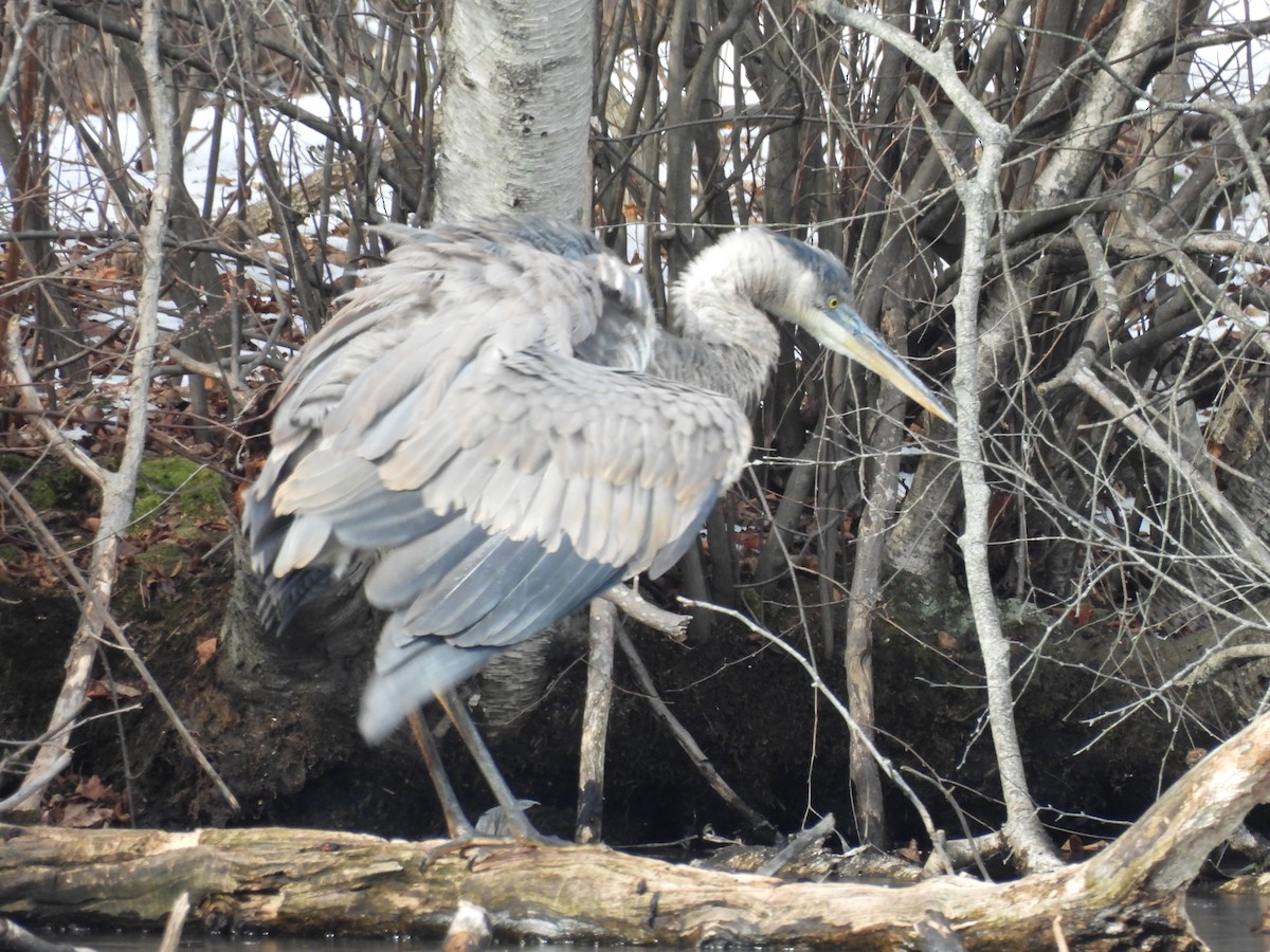 Great Blue Heron - ML629725391