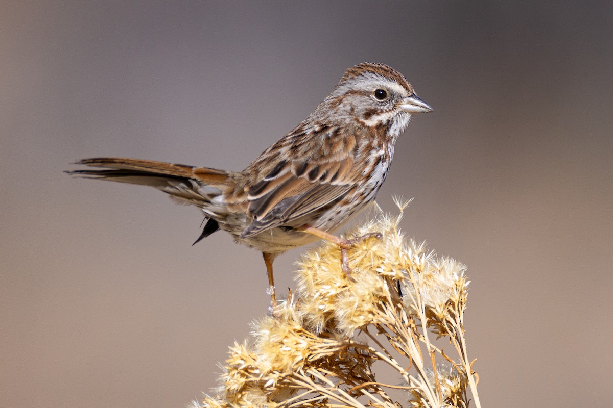 Song Sparrow - ML629725398