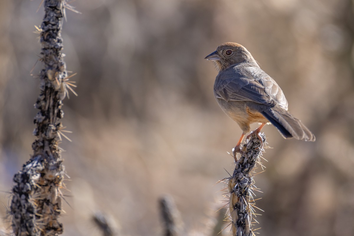 Canyon Towhee - ML629725410