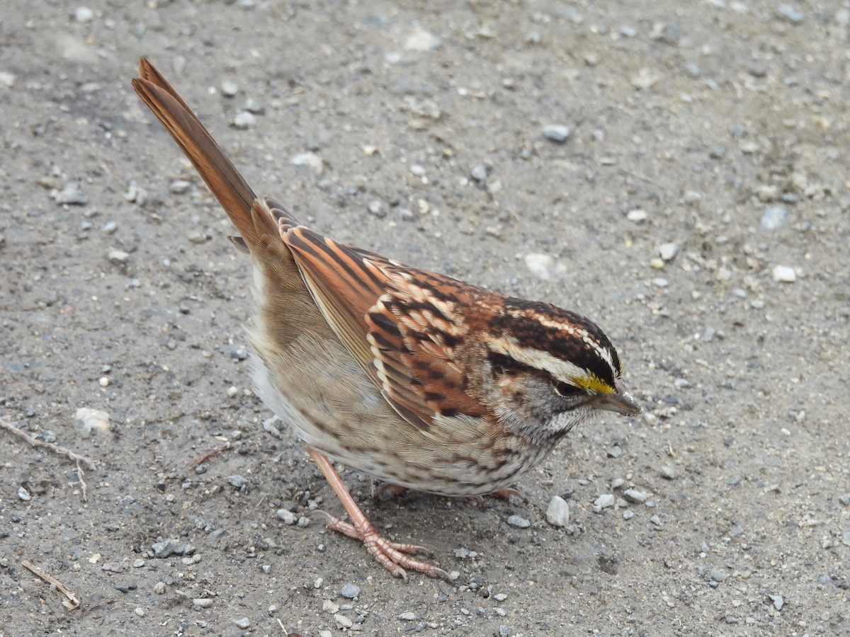 White-throated Sparrow - ML629725421