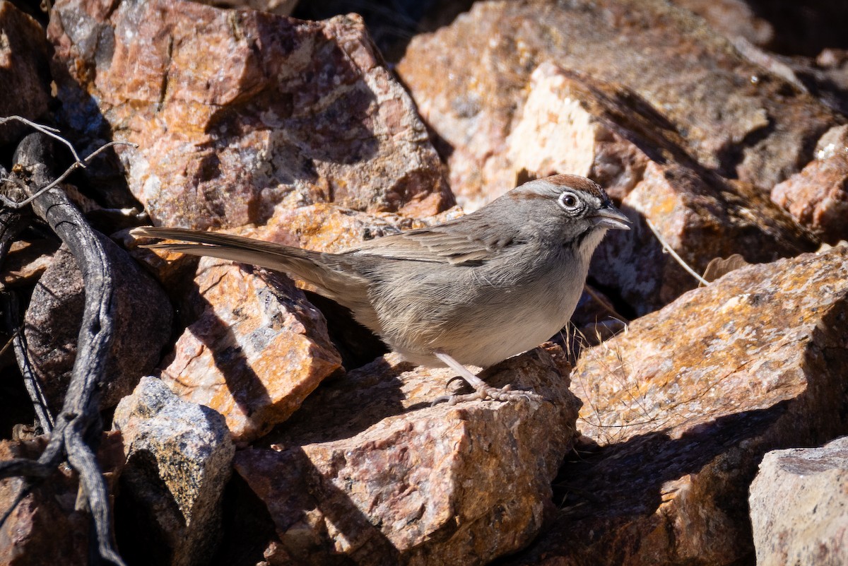 Rufous-crowned Sparrow - ML629725427