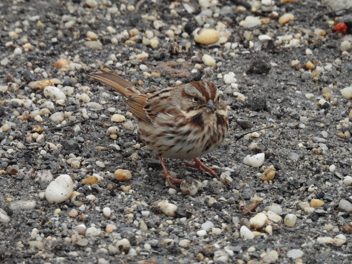 Song Sparrow - ML629725434