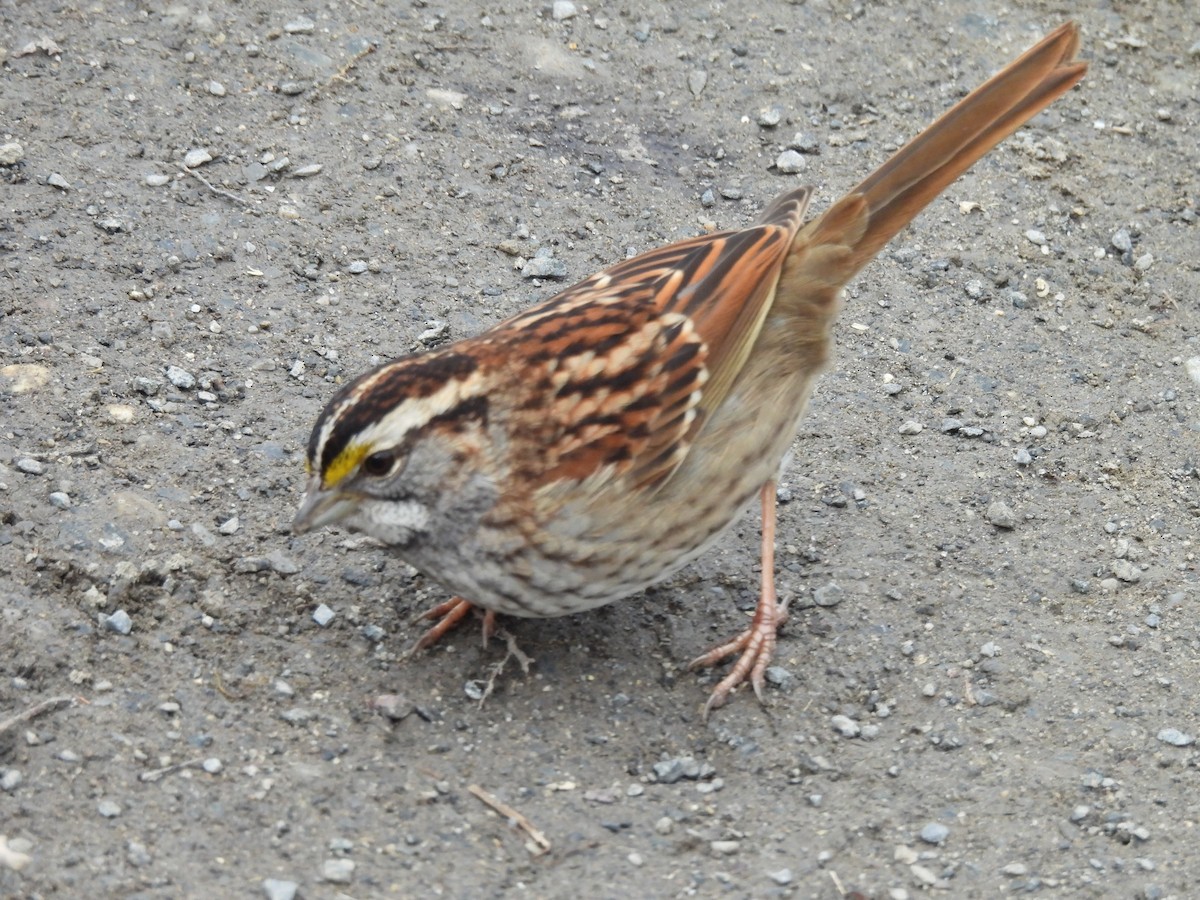 White-throated Sparrow - ML629725449