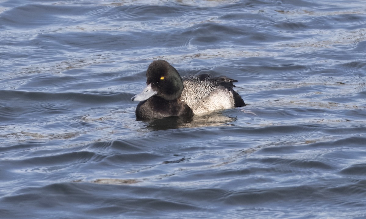 Lesser Scaup - ML629725473