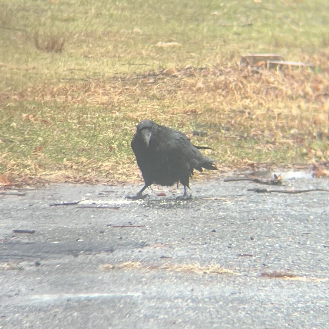 Common Raven - ML629725484