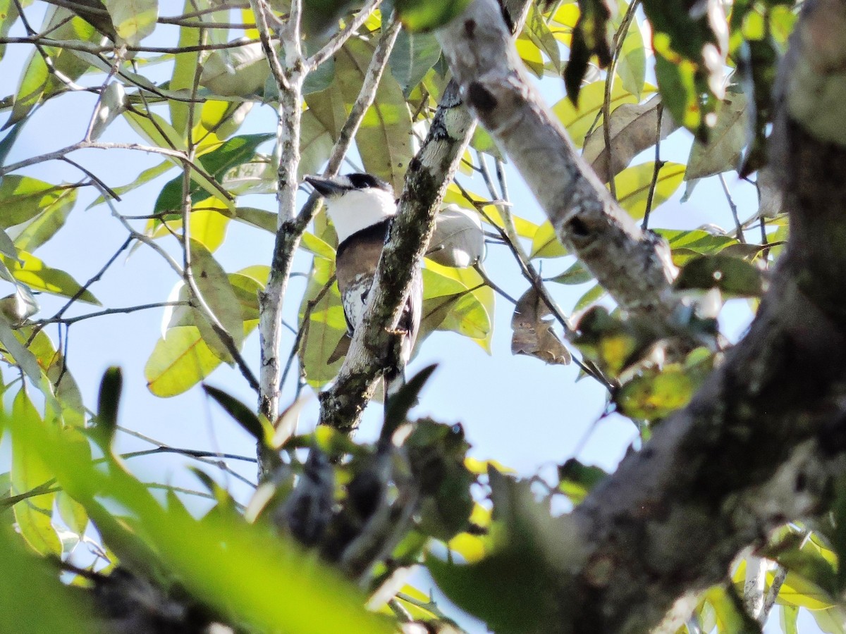 Brown-banded Puffbird - ML629725500