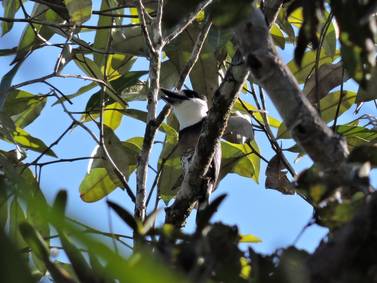 Brown-banded Puffbird - ML629725513