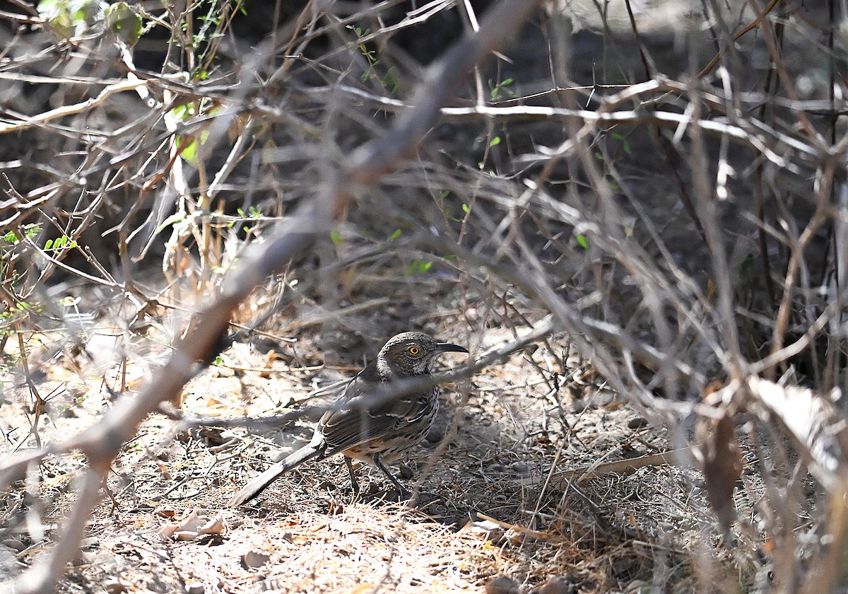 Gray Thrasher - ML629725768