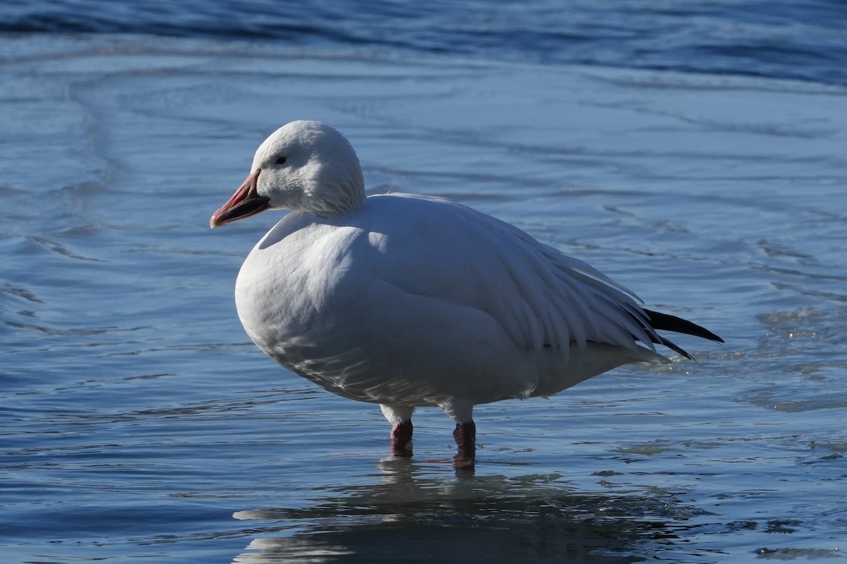 Snow Goose - ML629725814