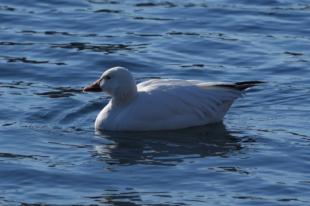 Snow Goose - ML629725815