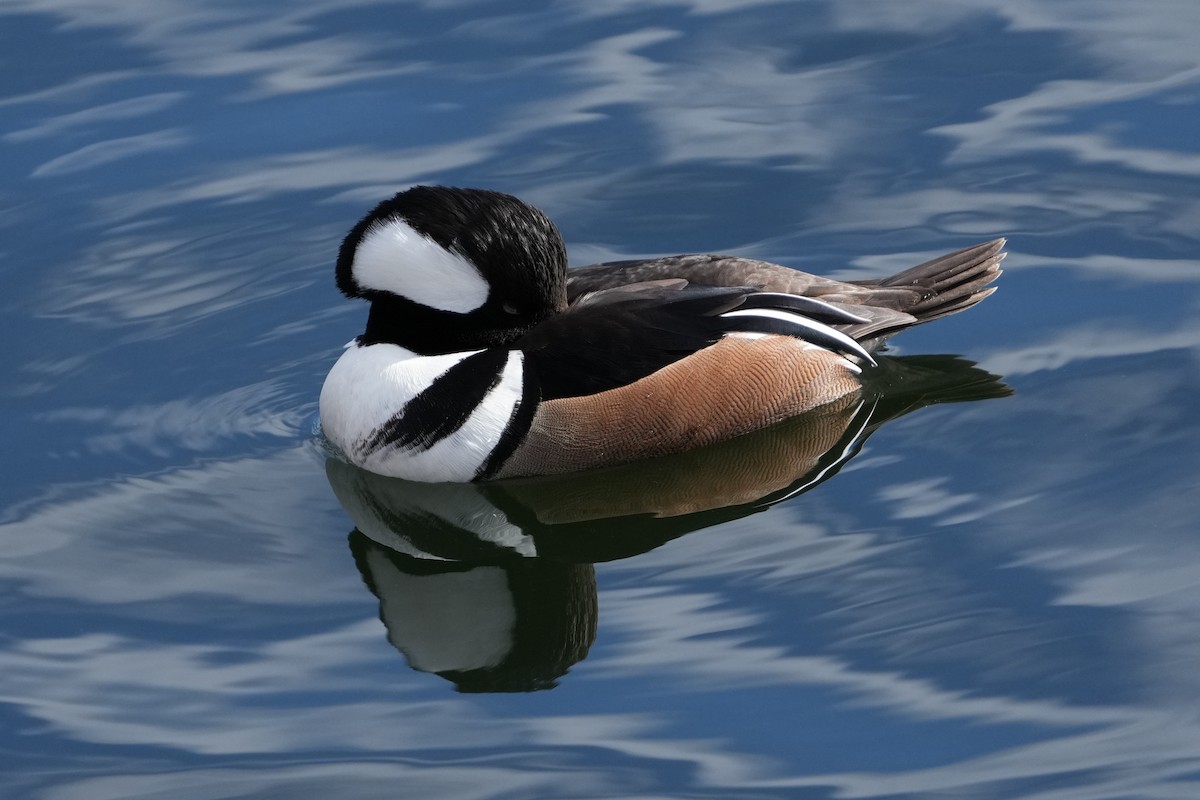 Hooded Merganser - ML629725828