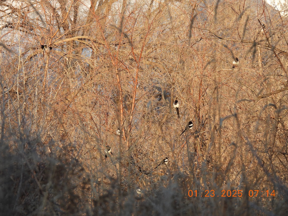 Black-billed Magpie - ML629725829