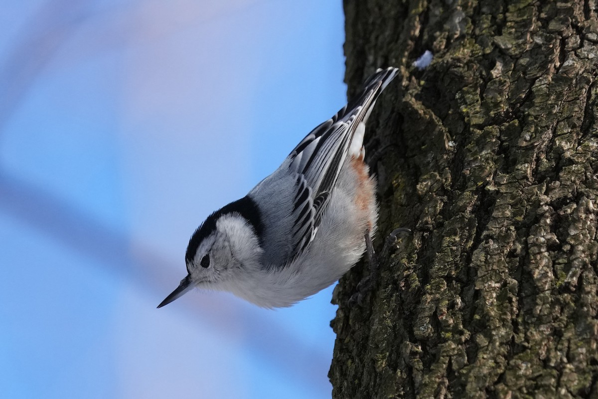 White-breasted Nuthatch - ML629725872