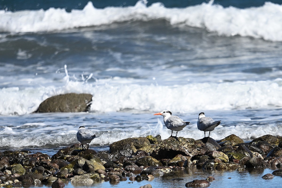 Royal Tern - ML629725877