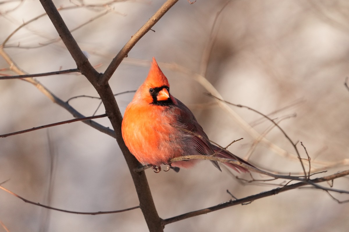 Northern Cardinal - ML629725904