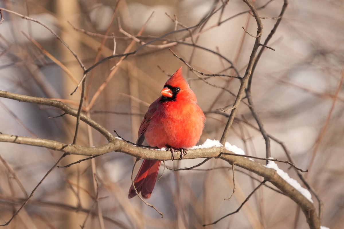 Northern Cardinal - ML629725905