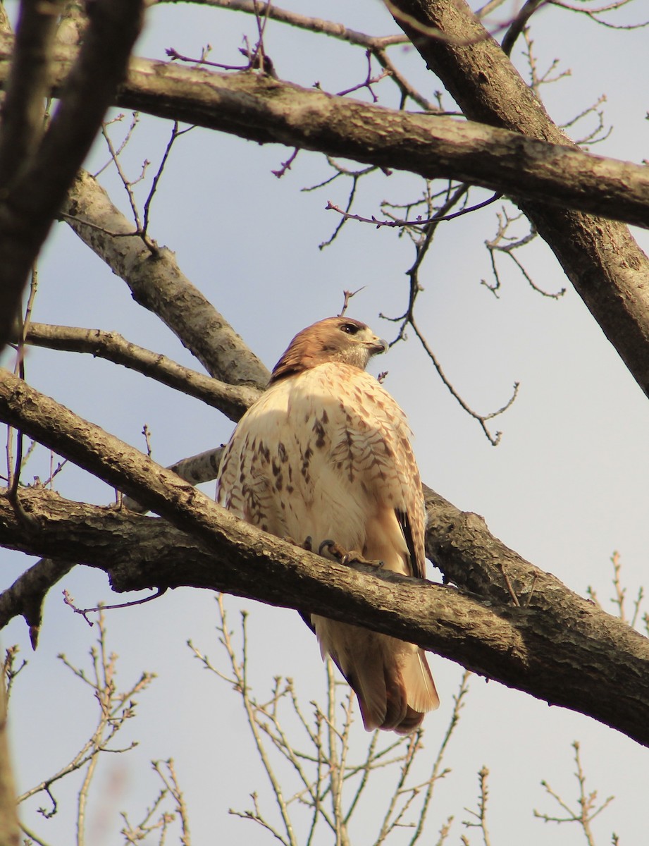 Red-tailed Hawk - ML629725908