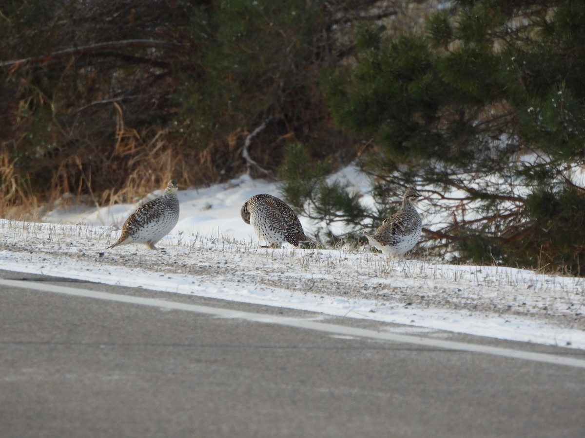 Sharp-tailed Grouse - ML629725930