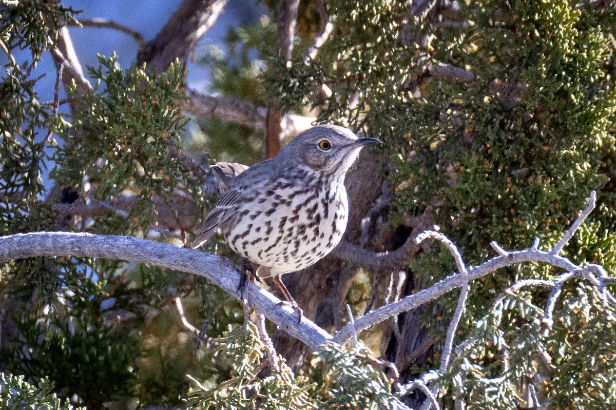Sage Thrasher - ML629726020
