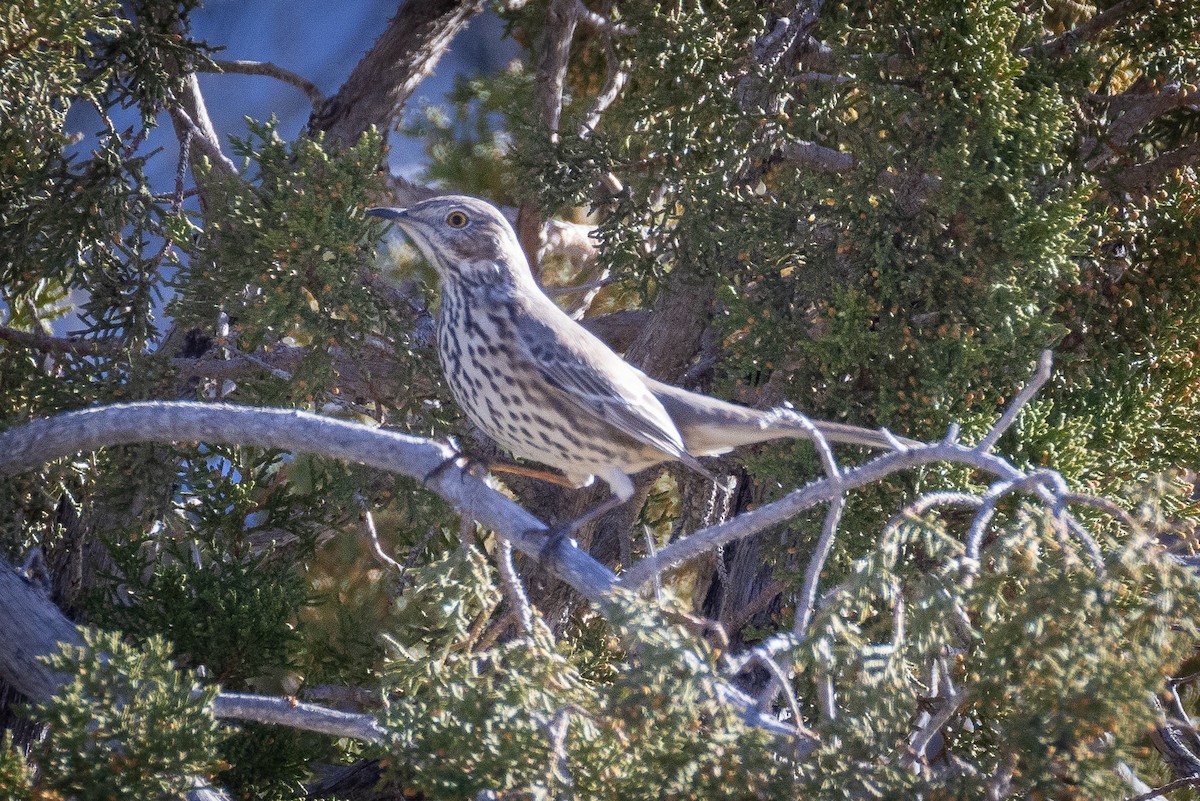 Sage Thrasher - ML629726021