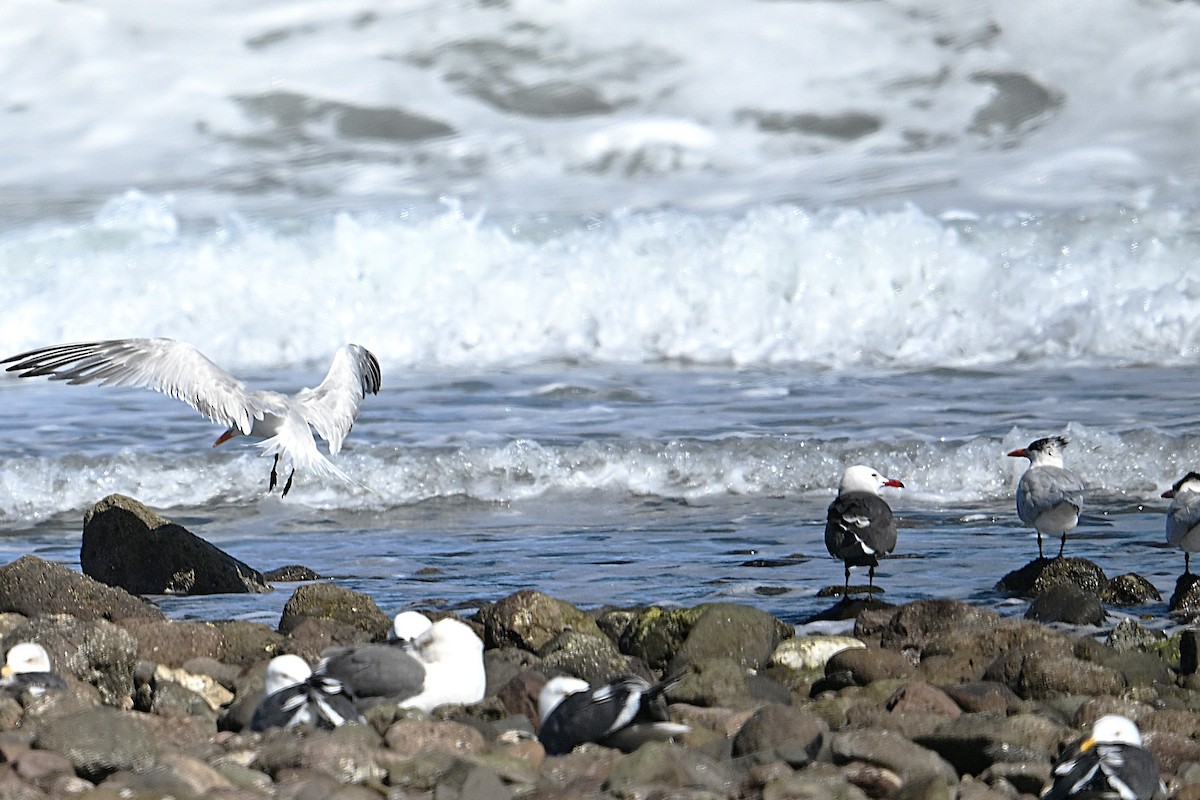 Heermann's Gull - ML629726136