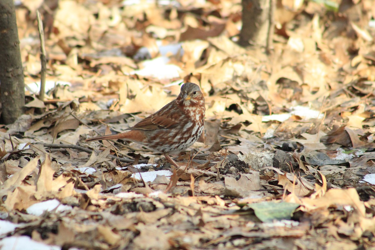 Hermit Thrush - ML629726267