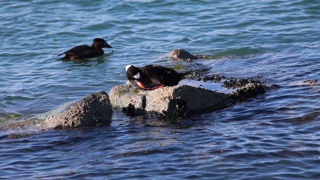 Surf Scoter - ML629726277