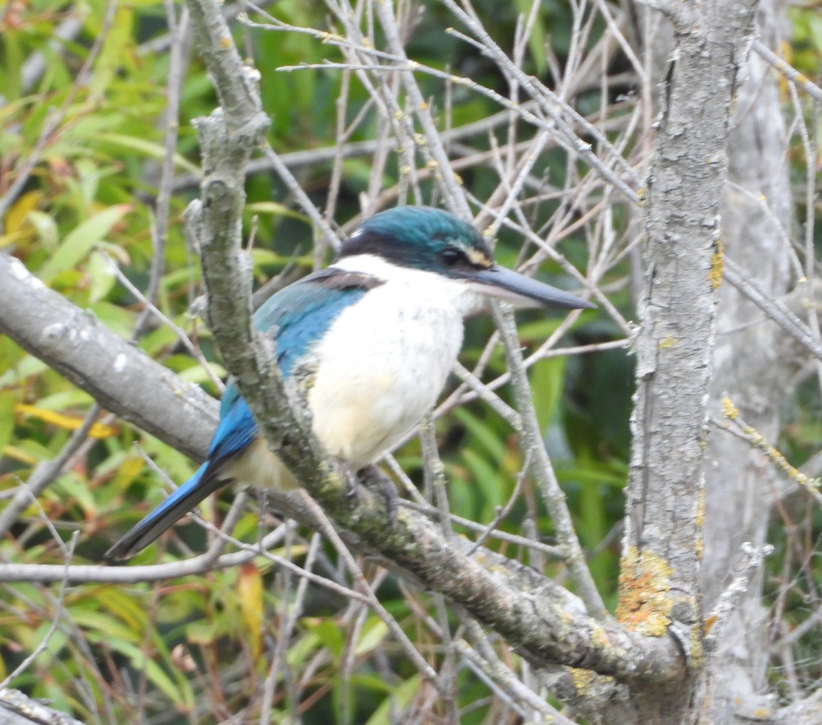 Sacred Kingfisher - ML629726373