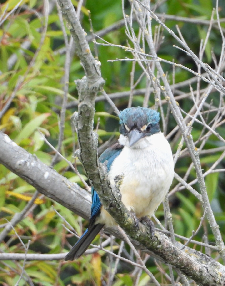 Sacred Kingfisher - ML629726374