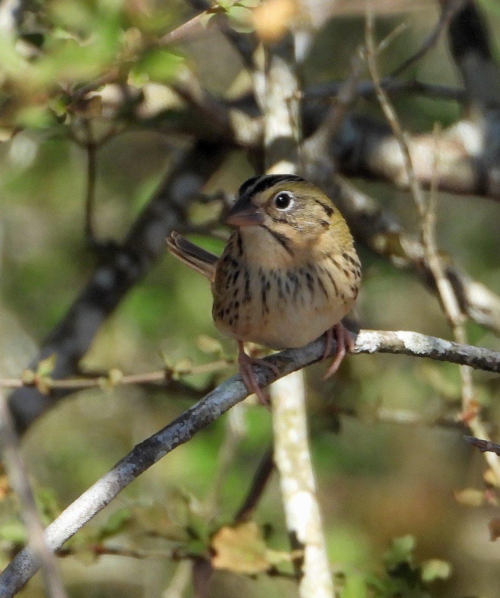 Henslow's Sparrow - ML629726392