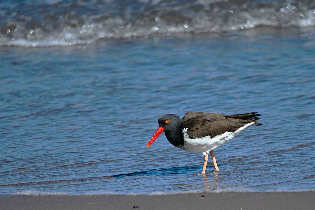 American Oystercatcher - ML629726691