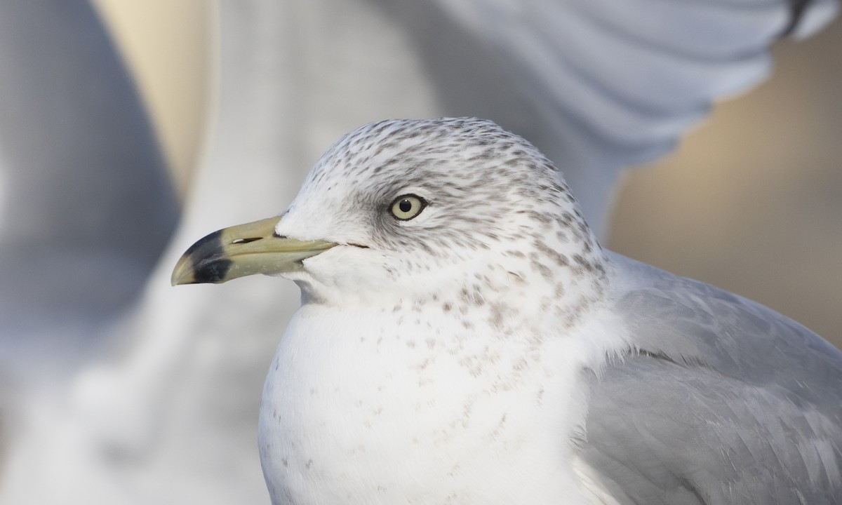 Ring-billed Gull - ML629726975