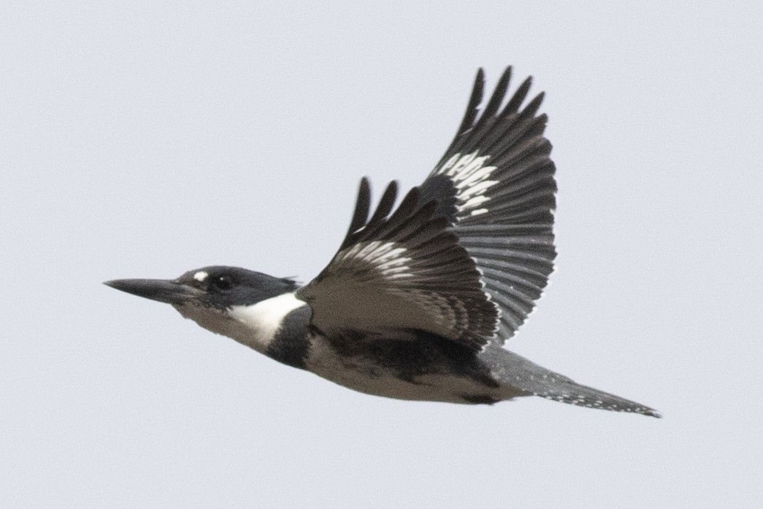 Belted Kingfisher - ML629727372