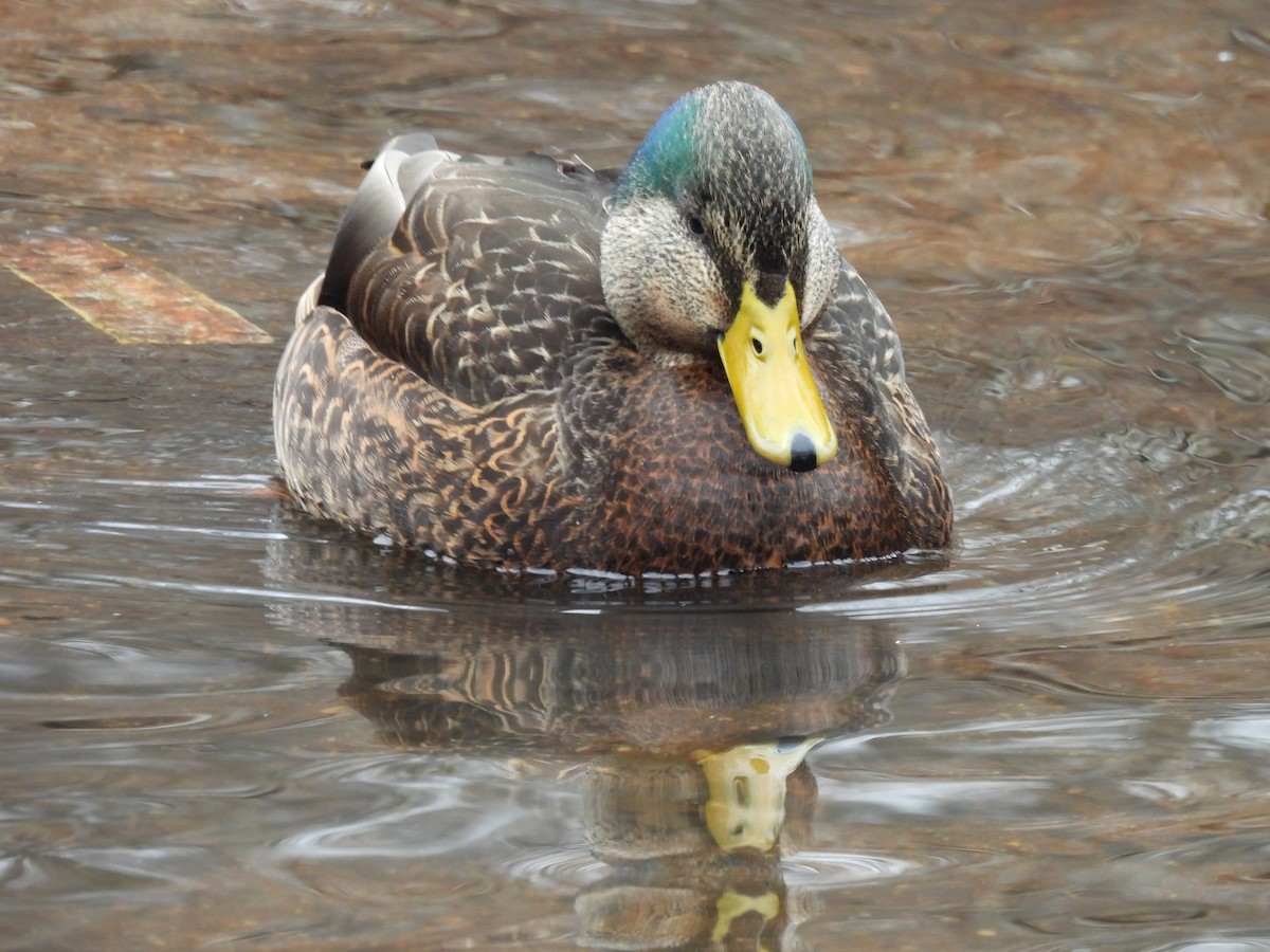 Mallard x American Black Duck (hybrid) - ML629727516