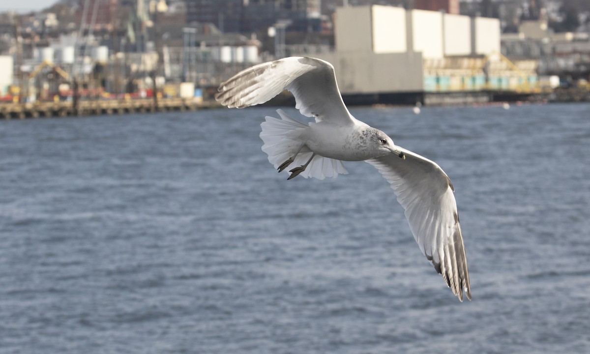 Ring-billed Gull - ML629727563