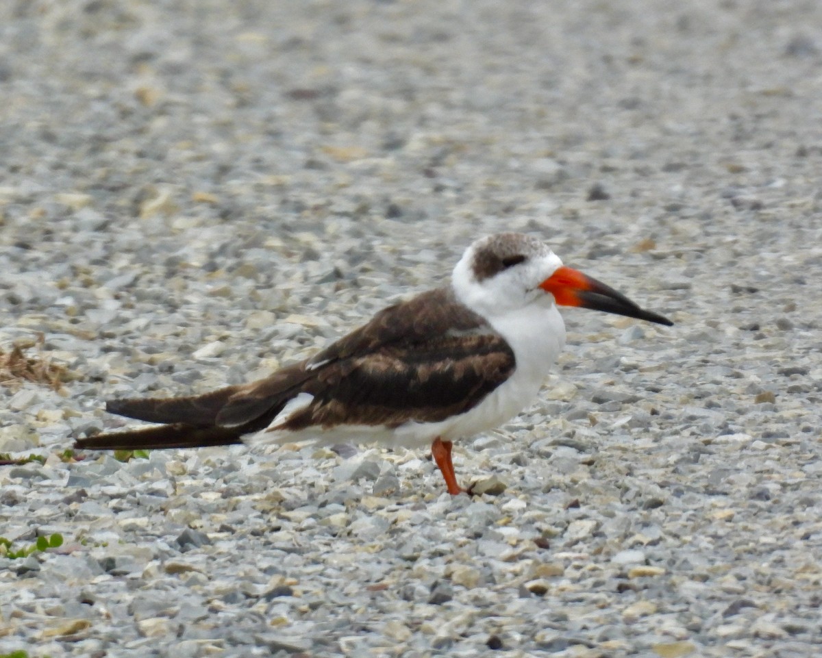 Black Skimmer - ML629727675