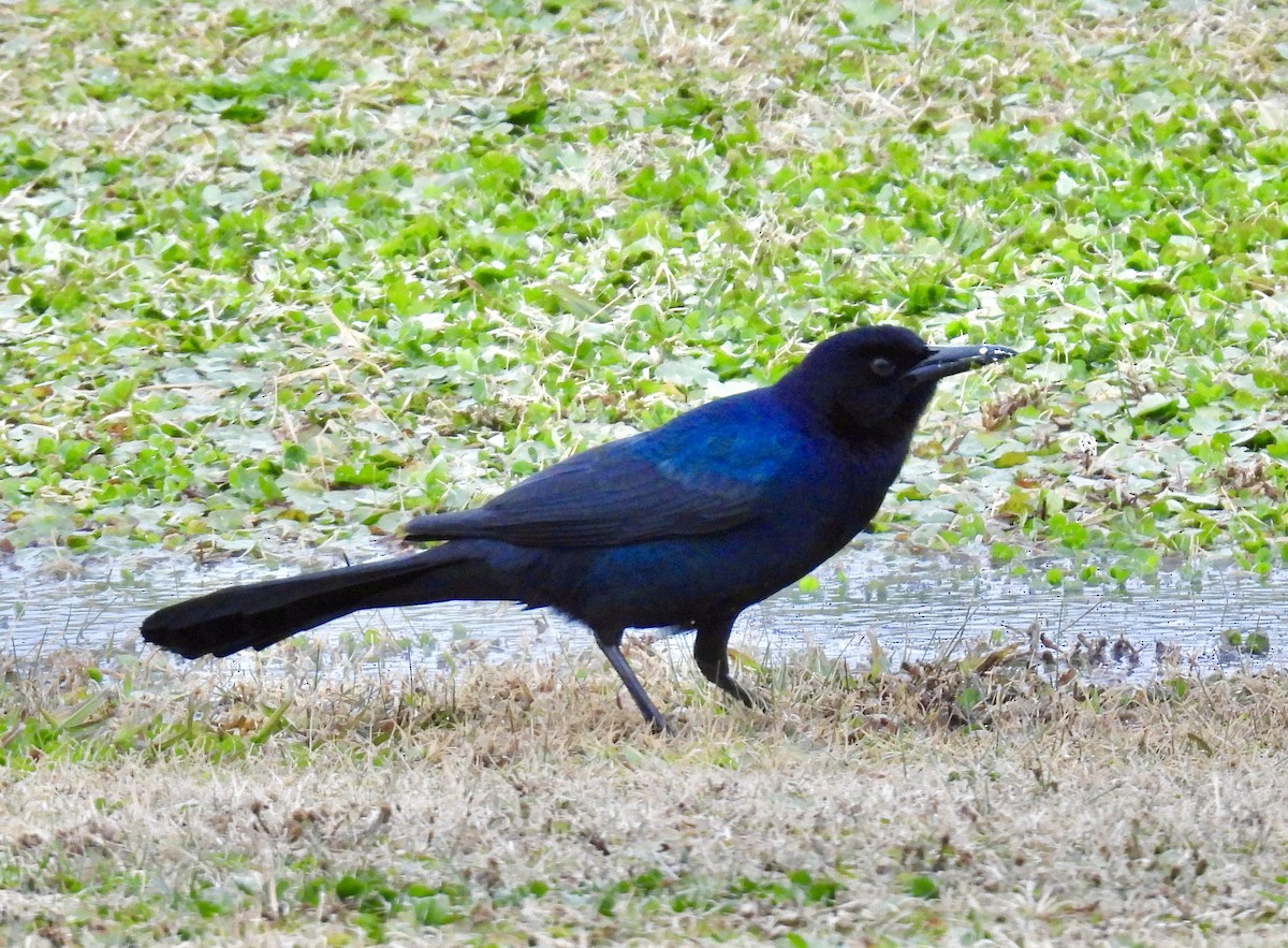 Boat-tailed Grackle - ML629727704