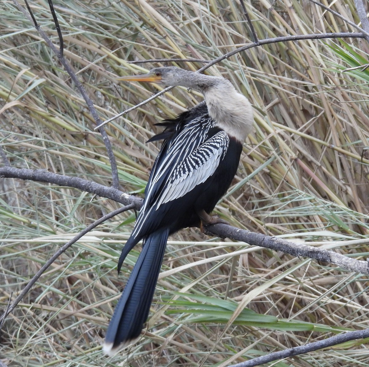 Anhinga - ML629727738