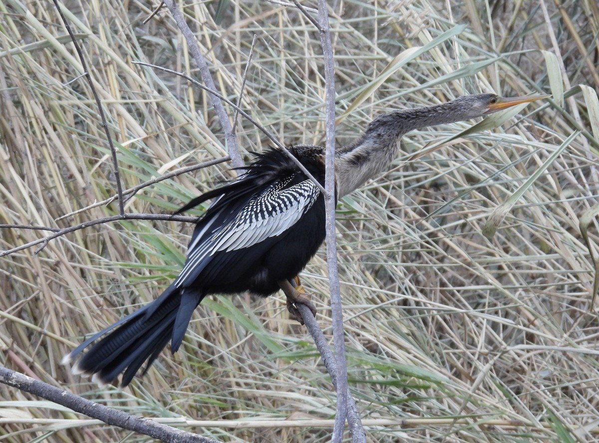 Anhinga - ML629727739