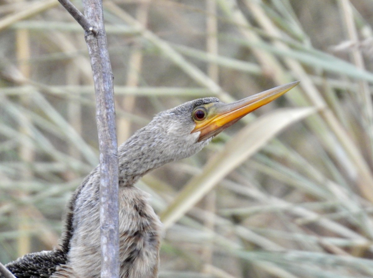Anhinga - ML629727740