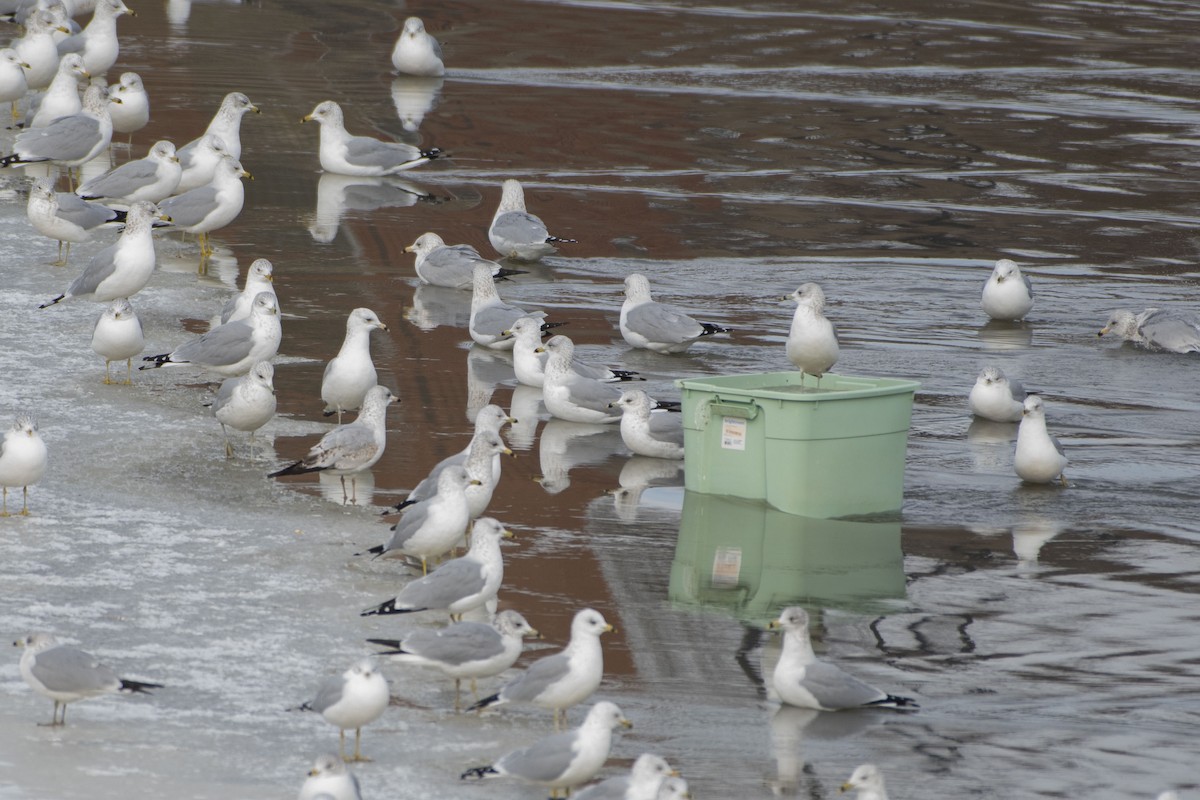 Ring-billed Gull - ML629727805