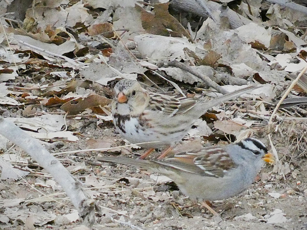 Harris's Sparrow - ML629727907