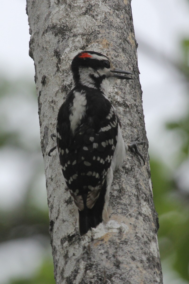 Hairy Woodpecker - ML629728156