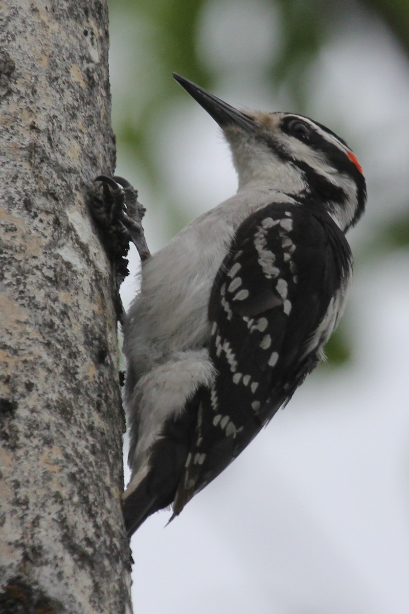 Hairy Woodpecker - ML629728227
