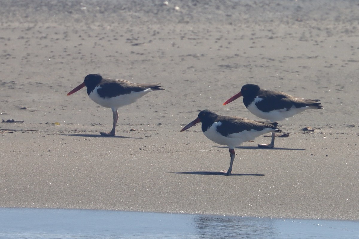 eBird Checklist - 25 Jan 2025 - Playa Punta Condega - 7 species (+1 ...
