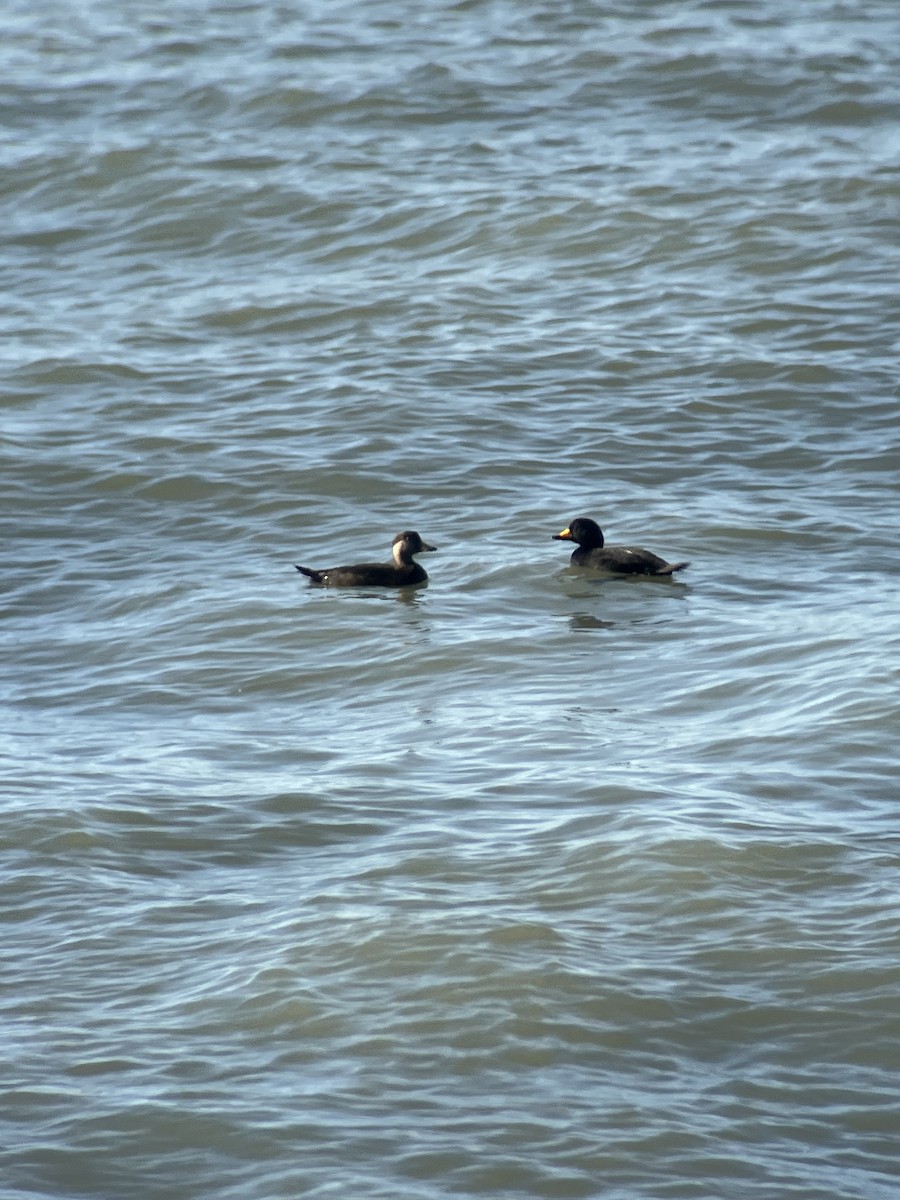 Black Scoter - ML629729110