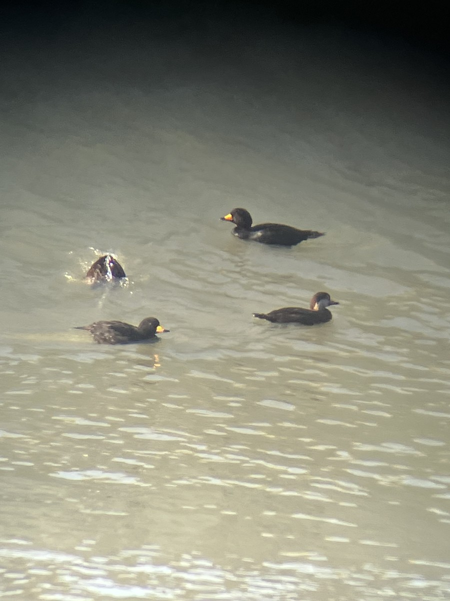 Black Scoter - ML629729111