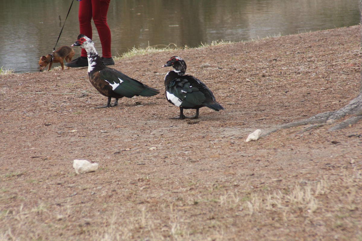 Muscovy Duck (Domestic type) - ML629729179
