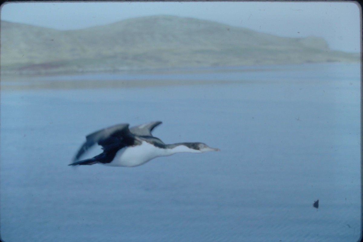 Imperial Cormorant (Imperial) - ML629729207