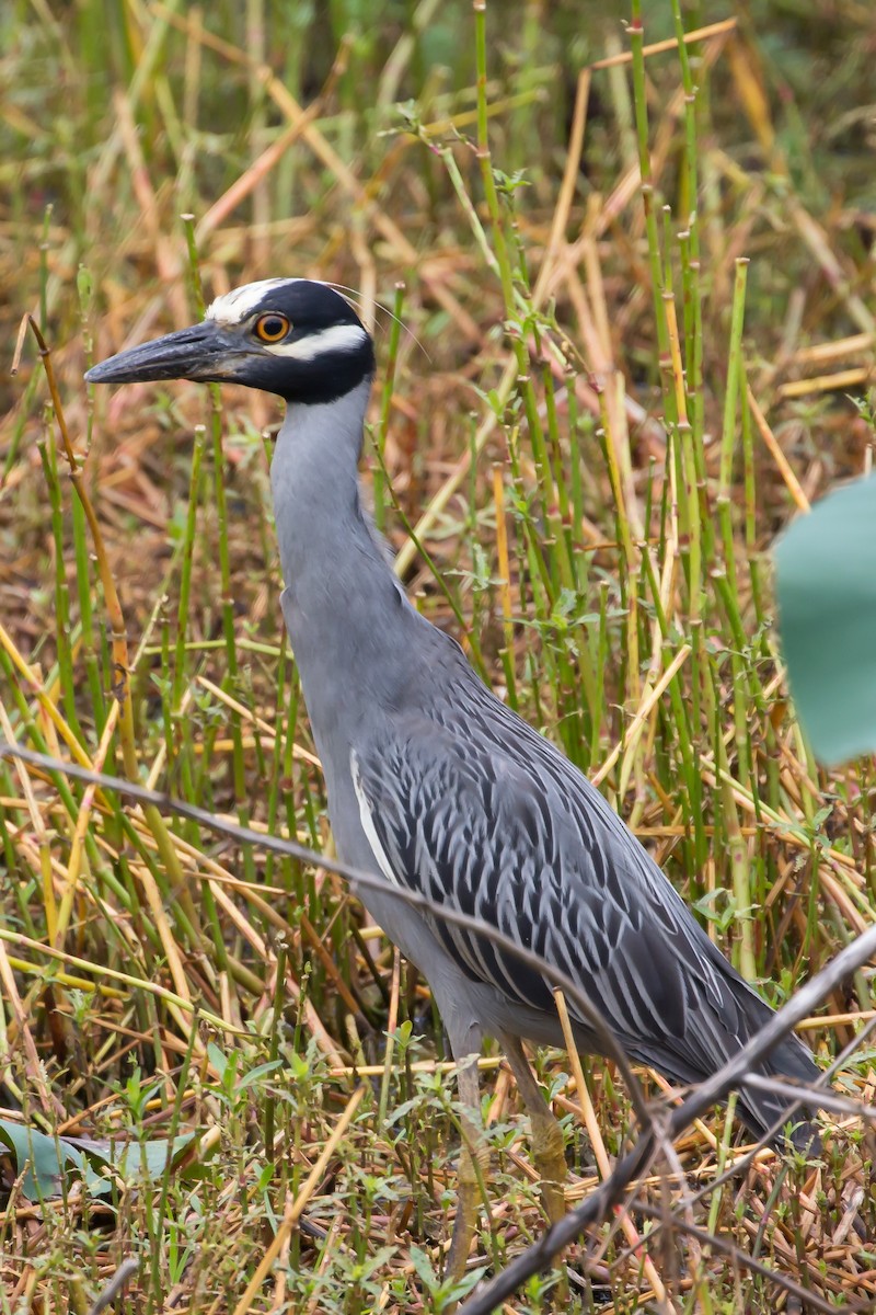 Yellow-crowned Night Heron - ML62972921